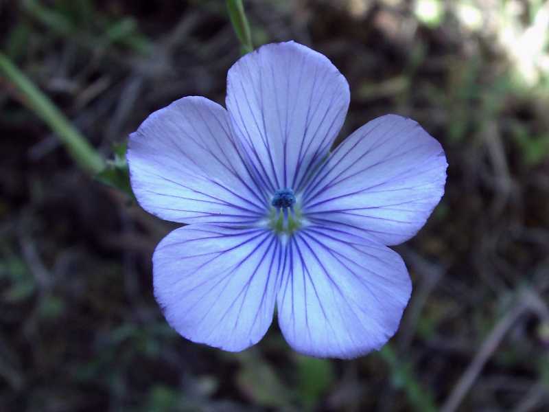 Linum bienne